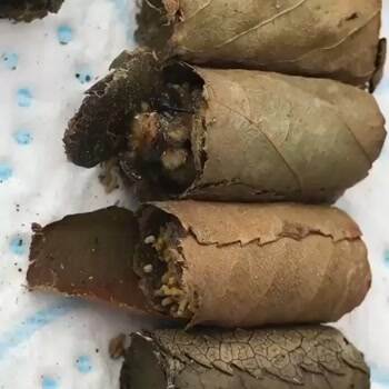 Leaf Cutter Bee