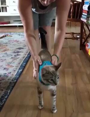 This cat is broken
