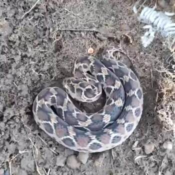 Viper Snake
