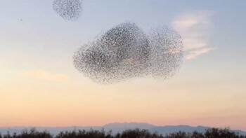 A falcon attempting to hunt in a group of starlings
