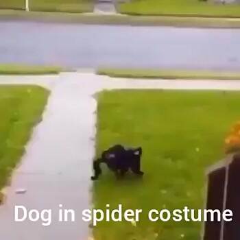 Spider Dog Prank