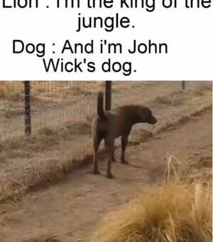 John Wicks dog