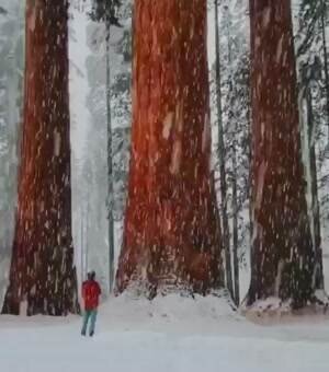 Some big trees