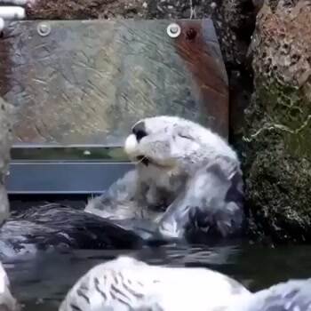 Otter Bath