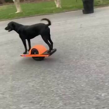 They see me rollin