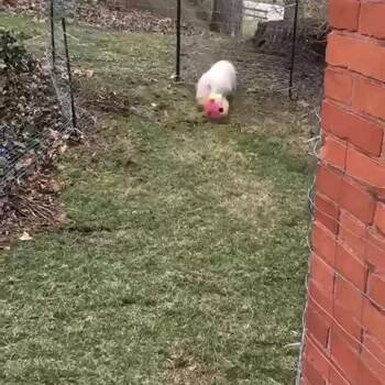 Pig Soccer