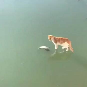 This fish is ridiculous