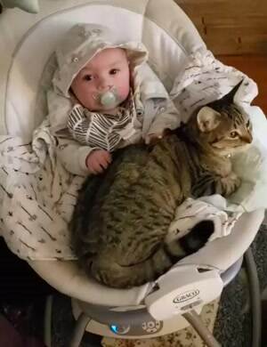 My little pet kitty
