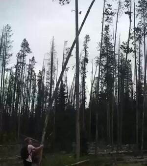 Man Vs Tree