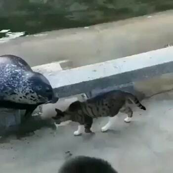 Cat vs Seal