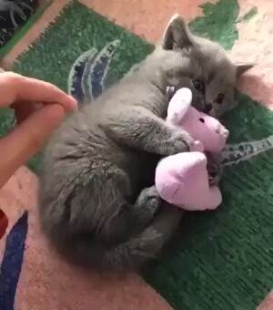Cute little kitty just wants his toy