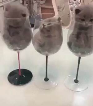 Glasses full of cats