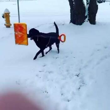 This dog is having some fun
