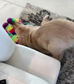 Weird dog