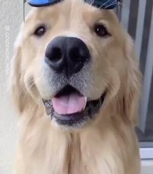 Could this dog be any cooler