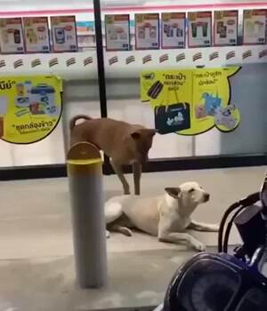 Doggy Pal