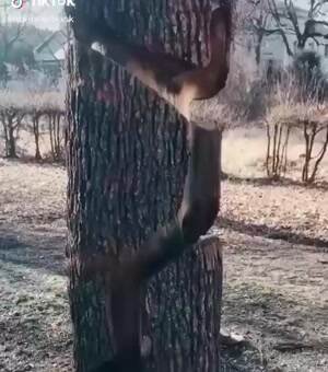 Tree Hugger