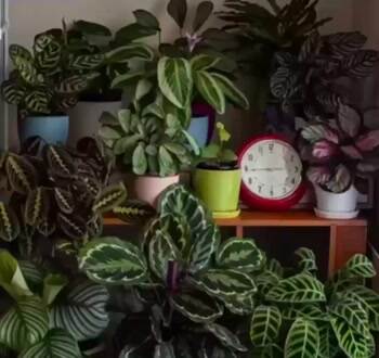 24 hour time lapse shows how much plants move