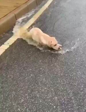 This dog loves rain storms