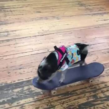 Skatin Piggy