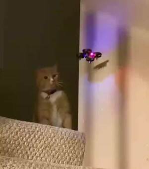 What the hell is this