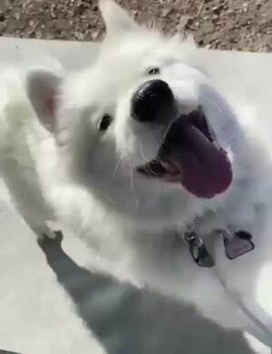 Bouncy Pup