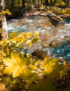 Awesome nature video