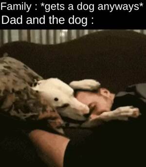 no dog