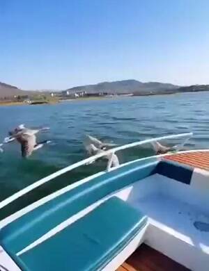 Geese formation