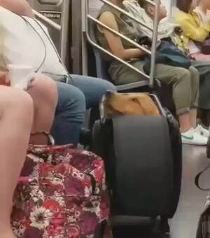 Luggage Doggo
