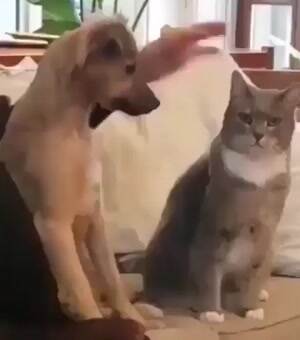 I want to pet kitty too