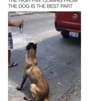 AWesome job by the dog