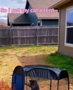 Got my cat a tent