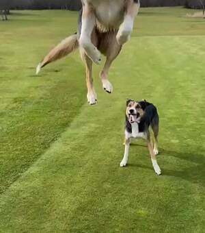 Some happy dog