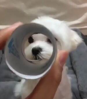 I got this boop on my nose