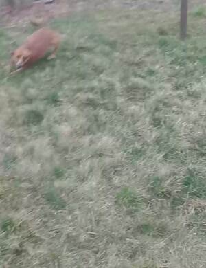 Speed runner