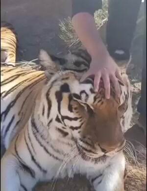 let me pet you