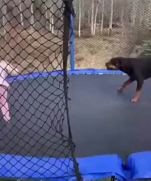 Jump up jump up and get down