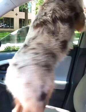 Shake the butt