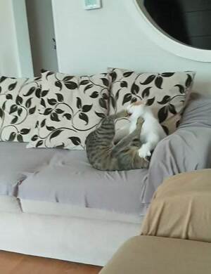 Rolling around fighting