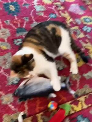 I got a new fishy toy