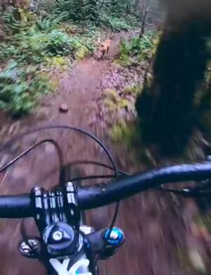 Run doggo run