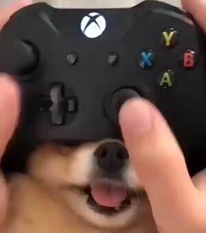 Xbox dog