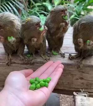 Nommmm nom nom