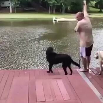 The dog is determined