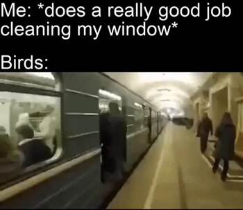Windows are clean
