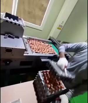 Packing up some eggs