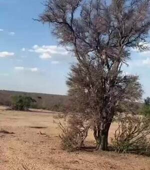 Leopard does a back flip to catch a monkey