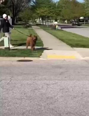 How this dog crosses the street