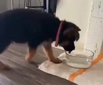 Nommmmm Nommmm chomp chomp
